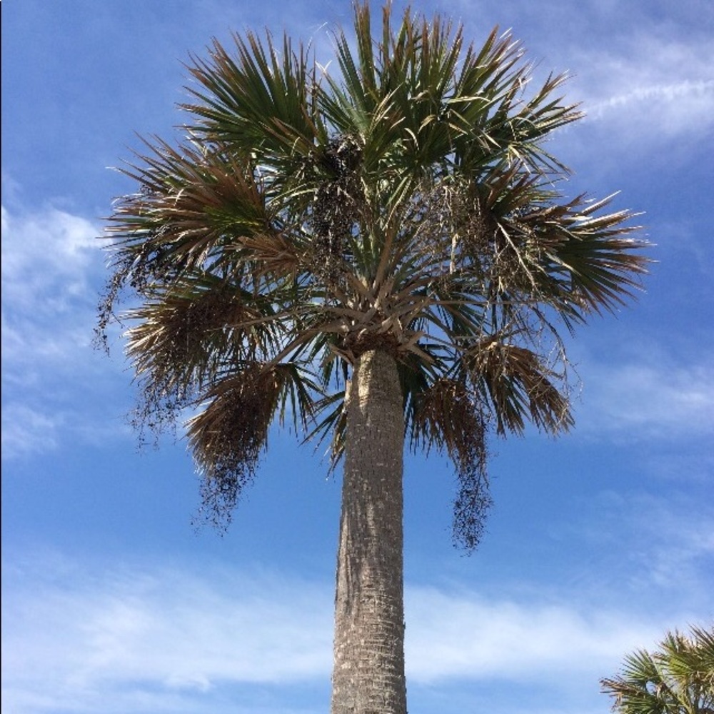 Meet your Posher, Shayna